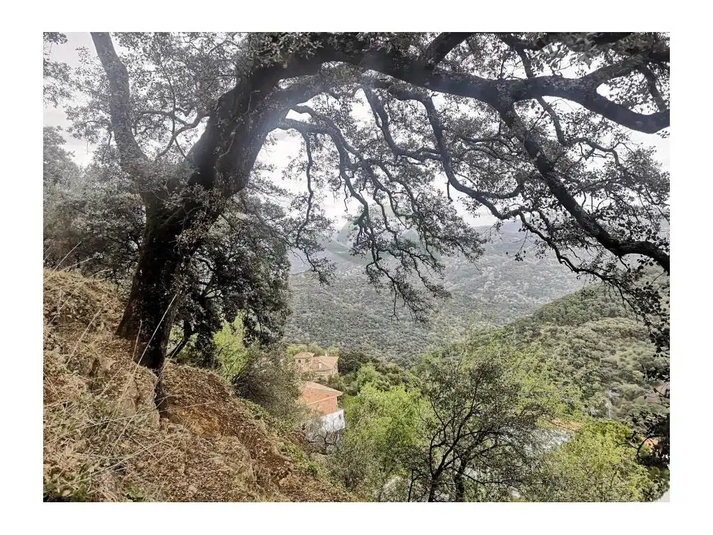 Casa rústica en venta en Algatocín, imagen 19