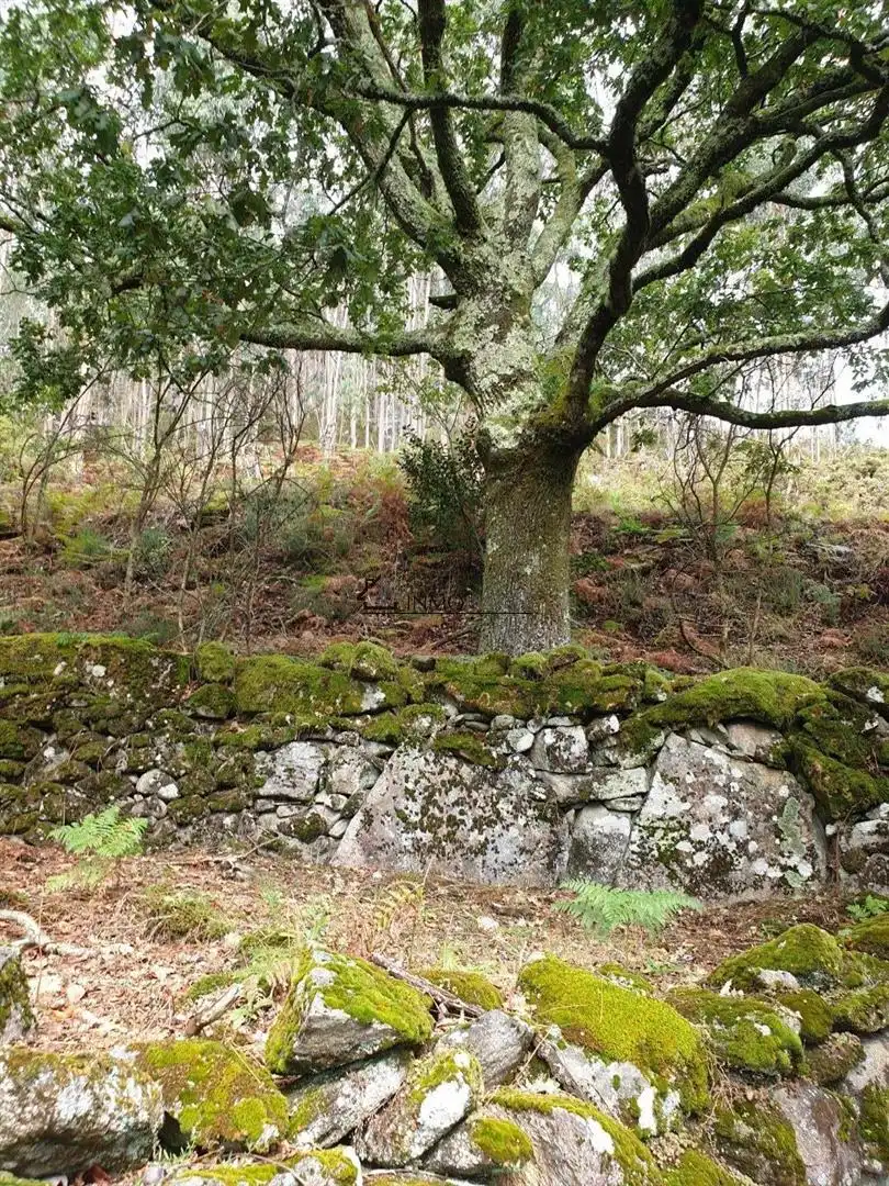 Vista exterior de Casa o chalet en venta en Campo Lameiro con Jardín privado