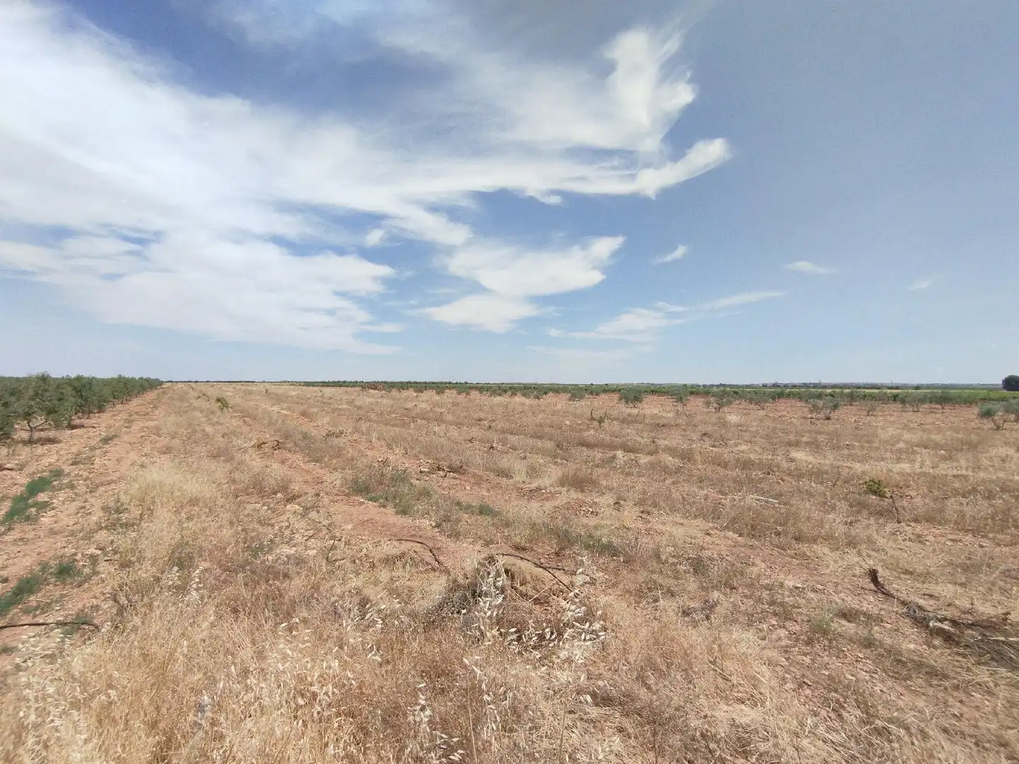 Terreno rustico in vendita a Membrilla, imagen 5