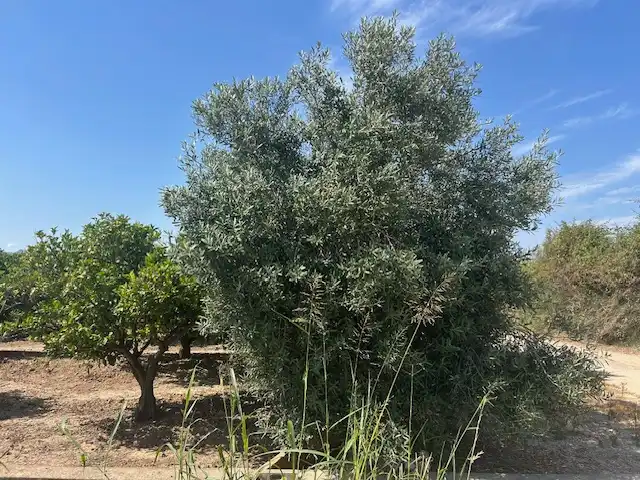 Rural land for sale in Carrer del Pou, imagen 9