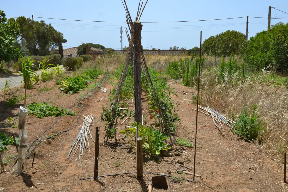 Garden of Country homes for sale in Chiclana de la Frontera