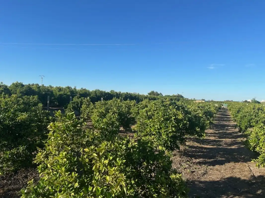 Terreno en venta en Xeresa