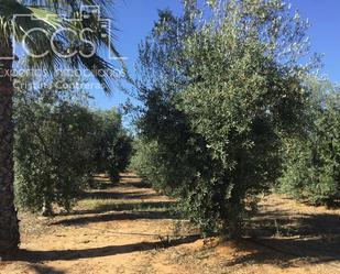 Finca rústica de lloguer en Pilas amb Aire condicionat i Piscina