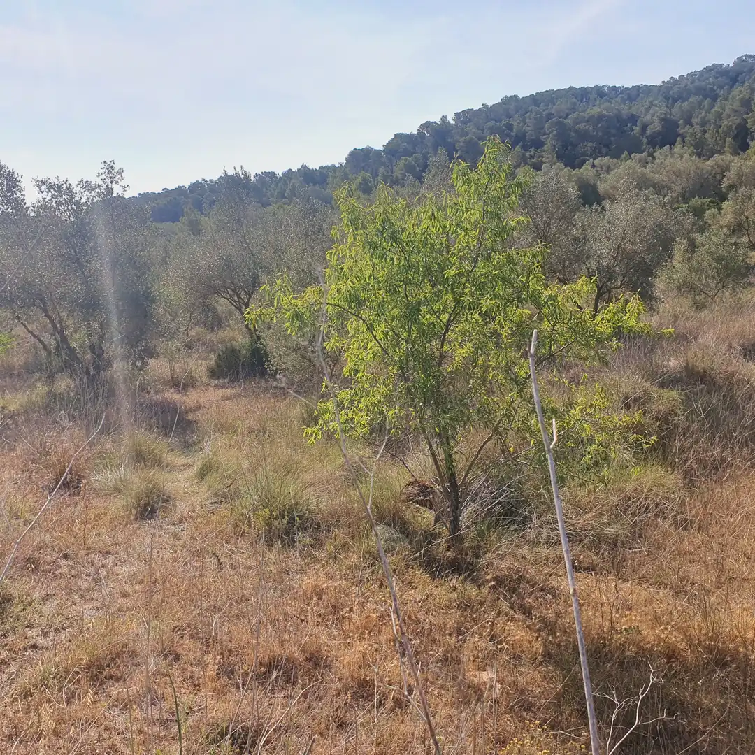 Rustikales Grundstück zum Verkauf in El Pinell de Brai, imagen 50