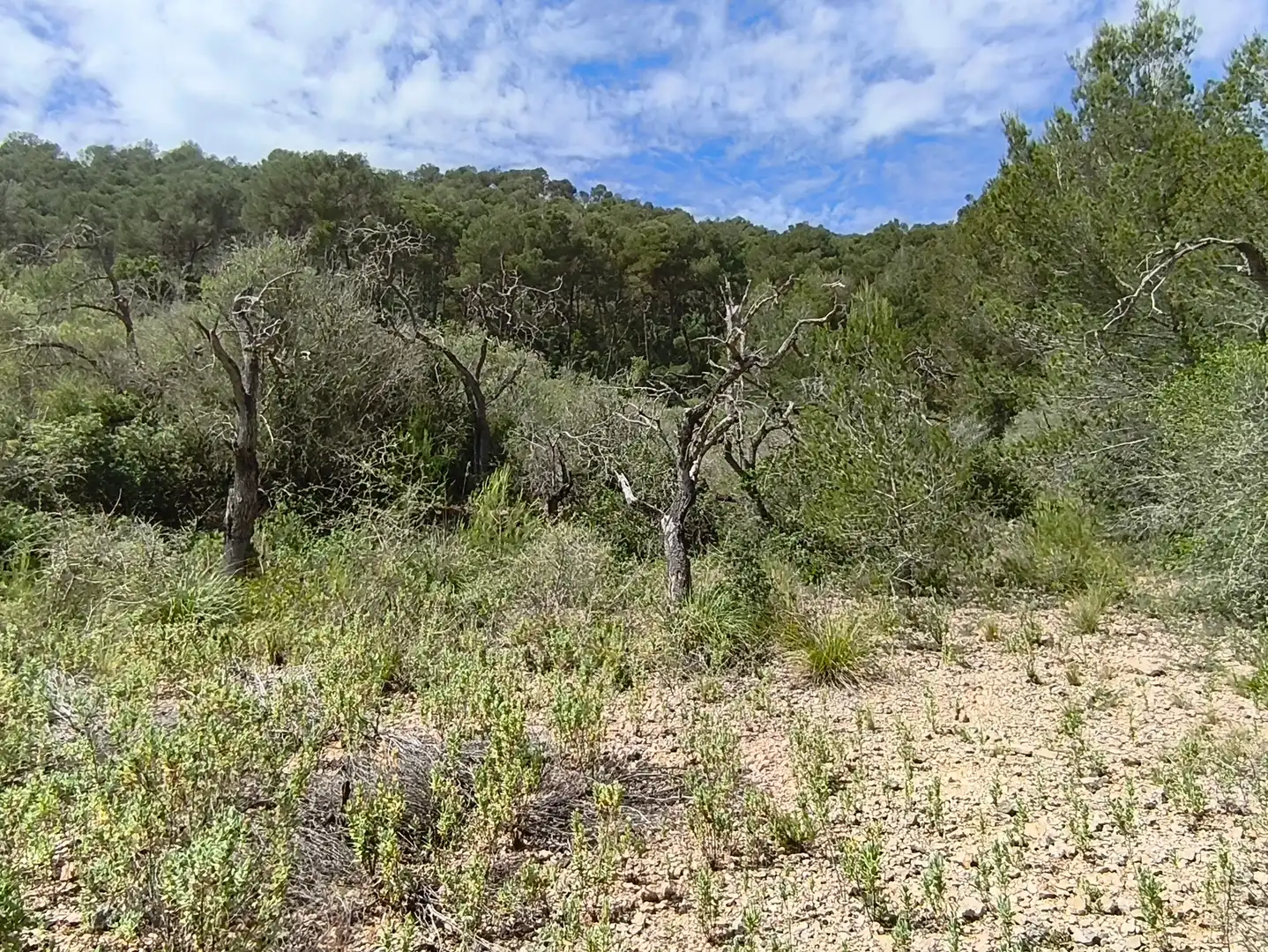 Terreno rustico in vendita a Algaida, imagen 15