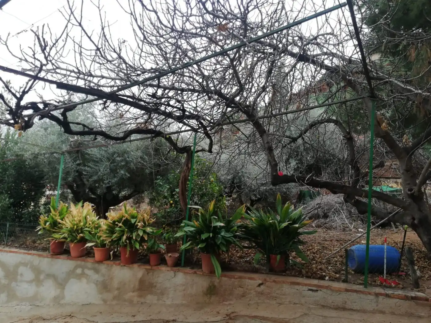 Jardín de Casa o chalet en venta en Lorca con Jardín privado, Trastero y Amueblado