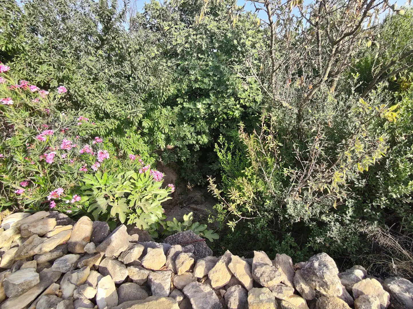 Jardín de Terreno en venta en El Cuervo de Sevilla