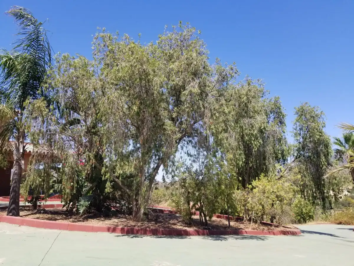 Vista exterior de Casa o chalet en venta en Mijas con Aire acondicionado, Jardín privado y Terraza