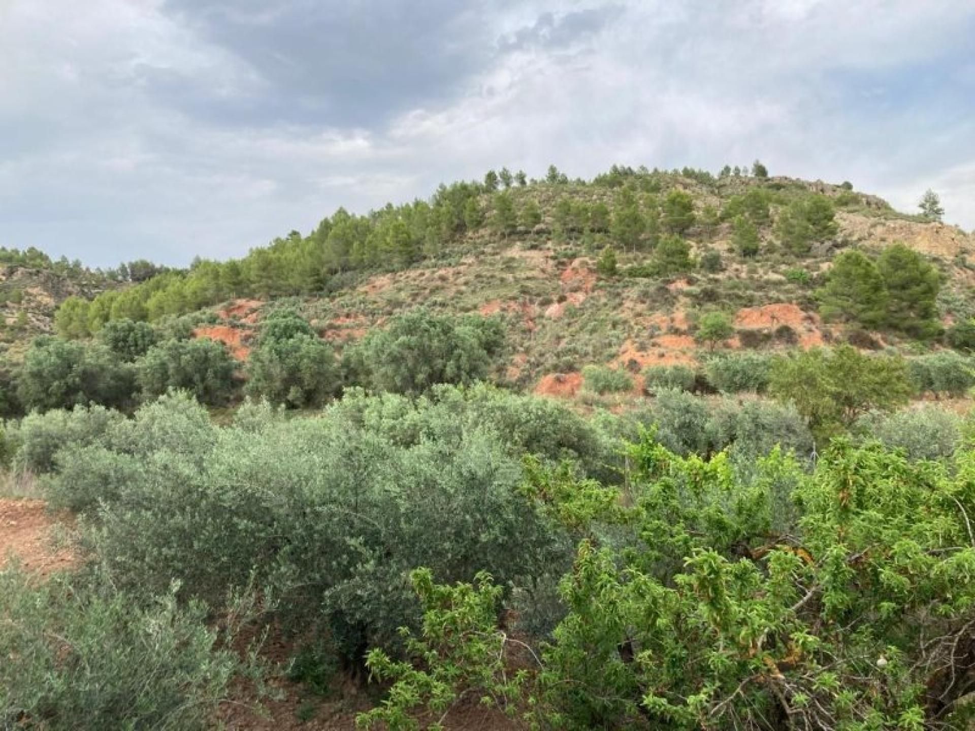 Finca rústica en venda en Cehegín