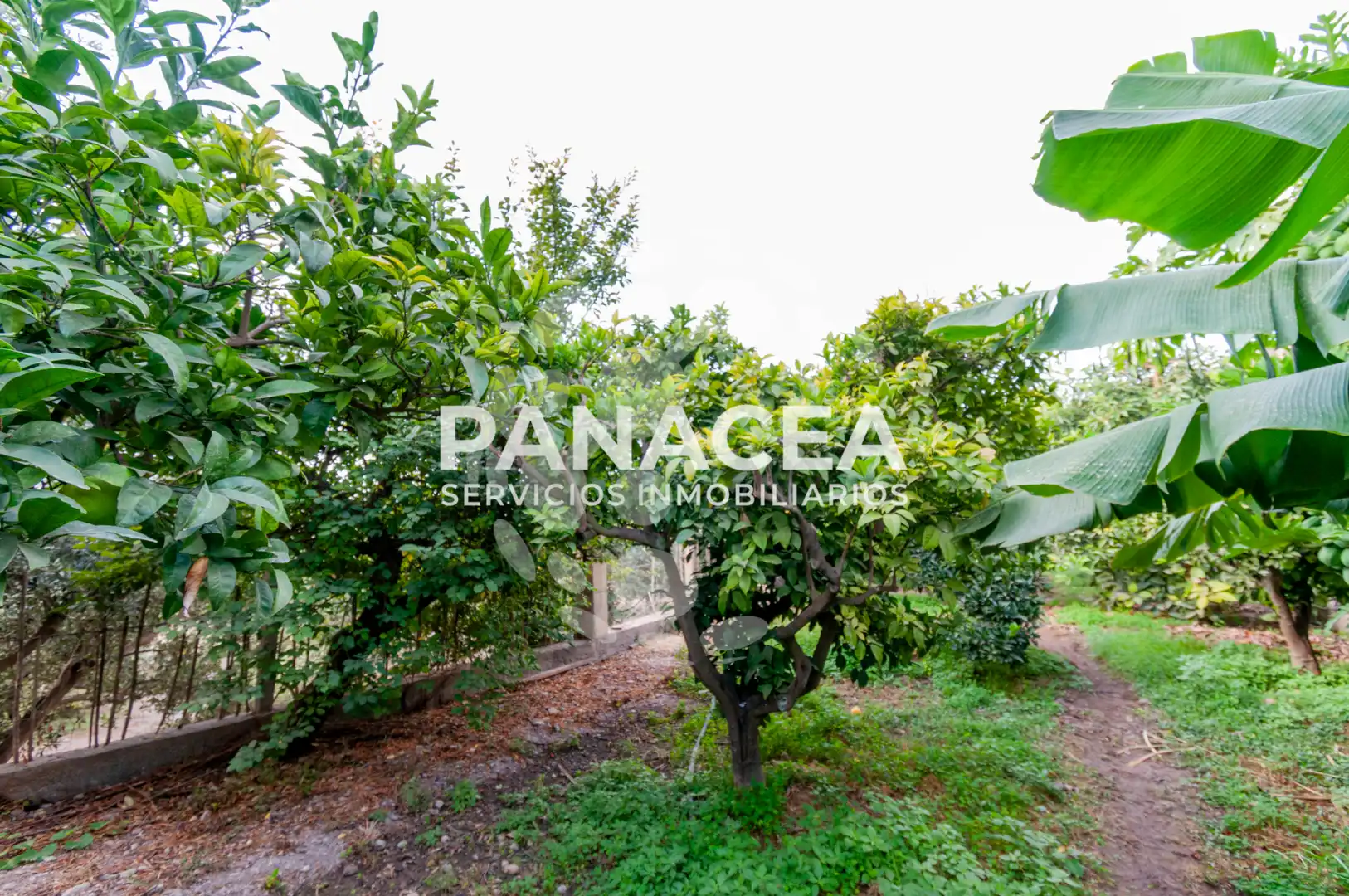 Finca rústica en venta en Vícar Pueblo