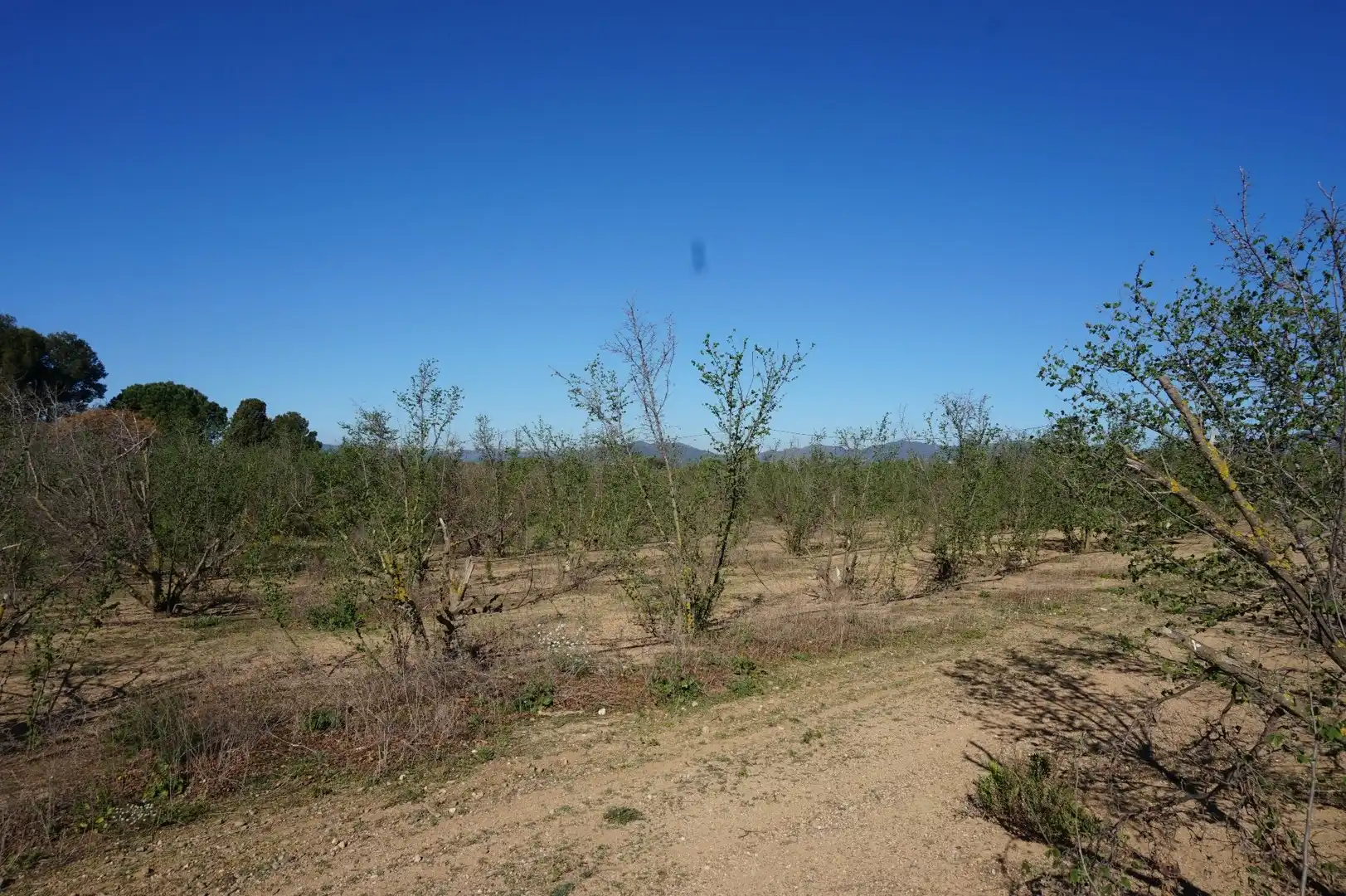 Terreny rústic en venda a Planes del Roquis, imagen 16