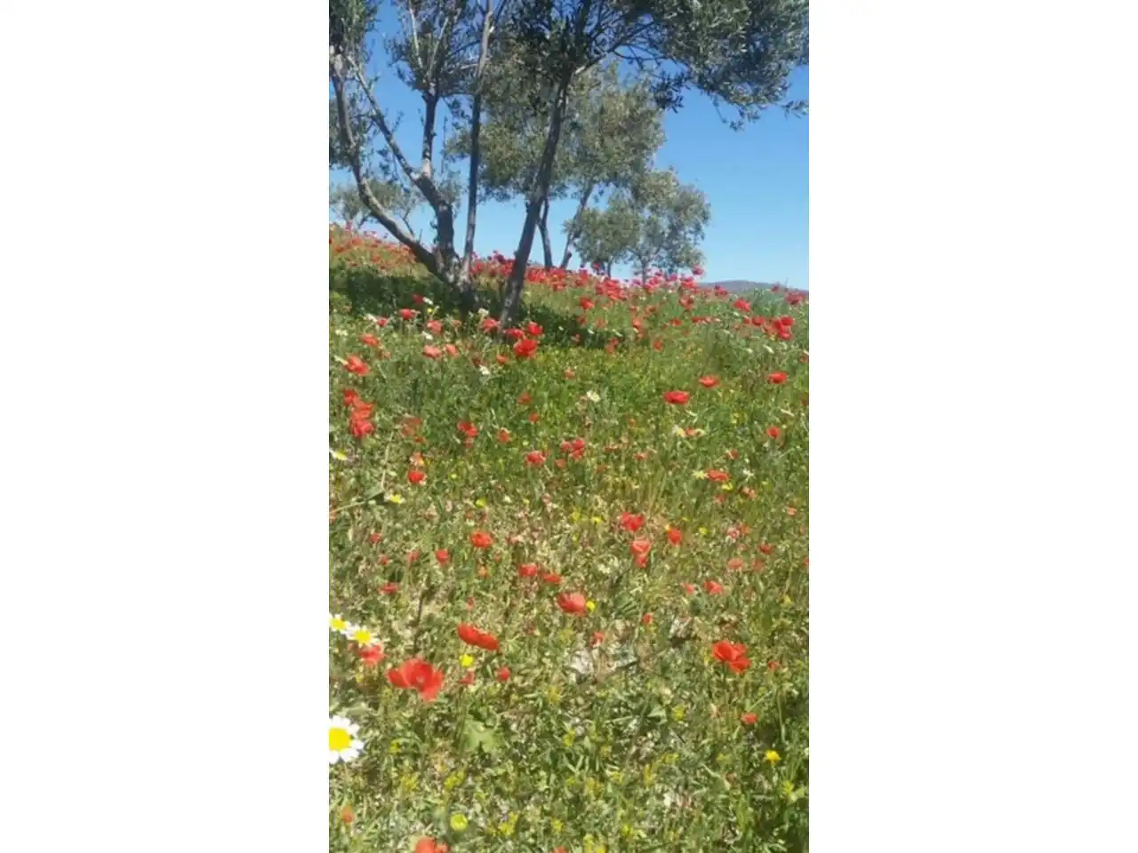 Jardí de Finca rústica en venda en Felix amb Jardí privat, Terrassa i Moblat