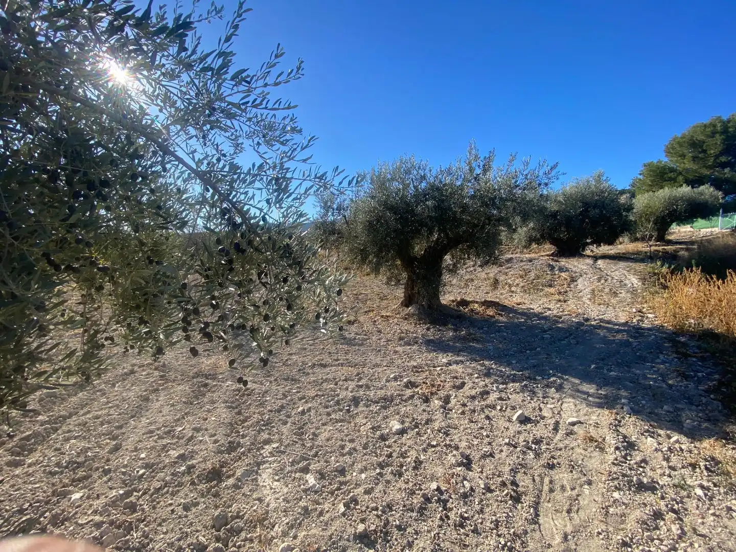 Terreni e lotti in vendita a Moratalla, imagen 11