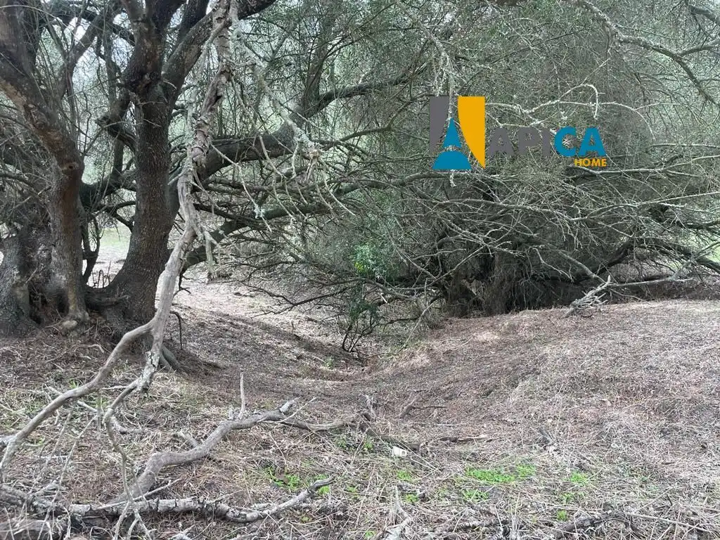 Terreni e lotti in vendita a Vejer, imagen 2
