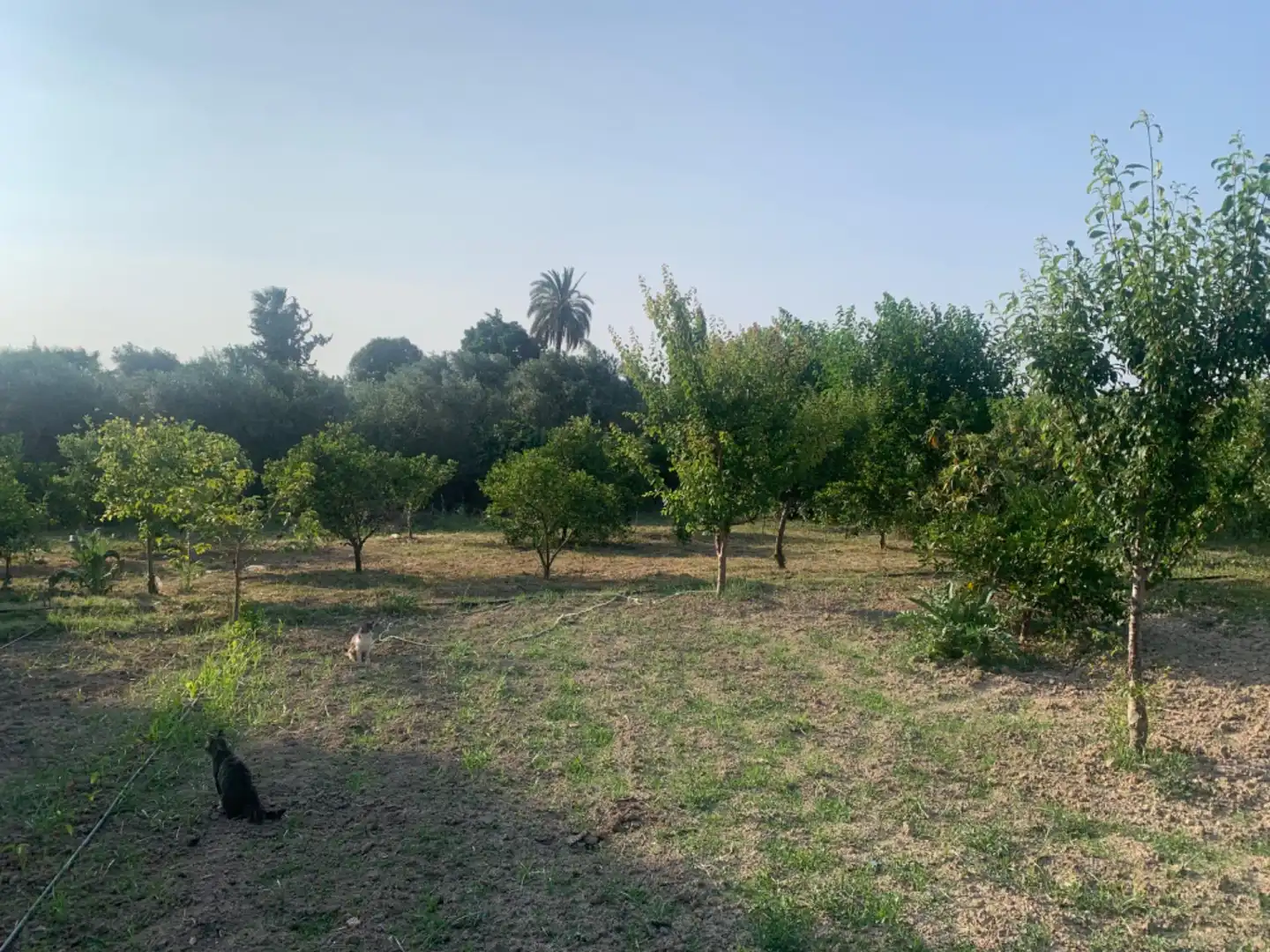 Finca rústica en venda a Alquerías
