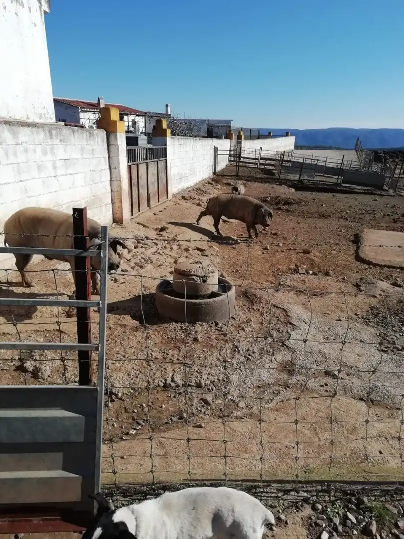 Vista exterior de Finca rústica en venda en Almadén de la Plata amb Calefacció i Terrassa
