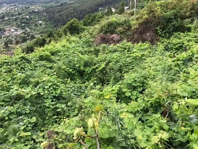 Terreno rústico en venta en La Vega - El Amparo - Cueva del Viento, imagen 4