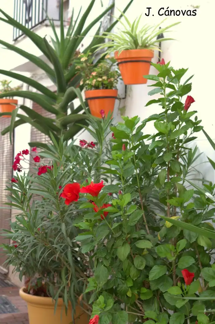 Garten von Country house zur Miete in Estepona mit Klimaanlage, Heizung und Terrasse