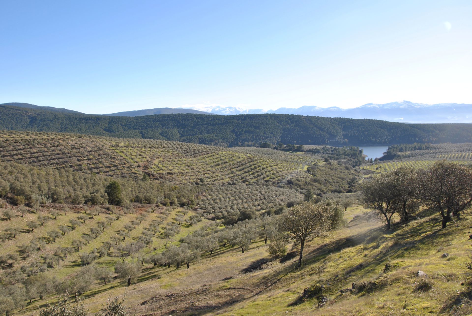 Land for sale in La Pesga 