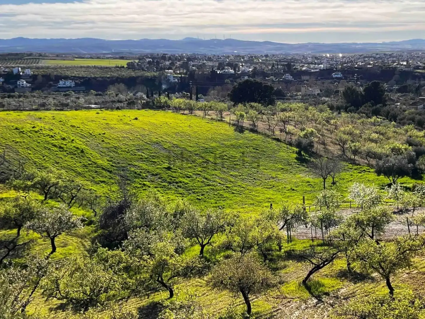Land for sale in Gójar