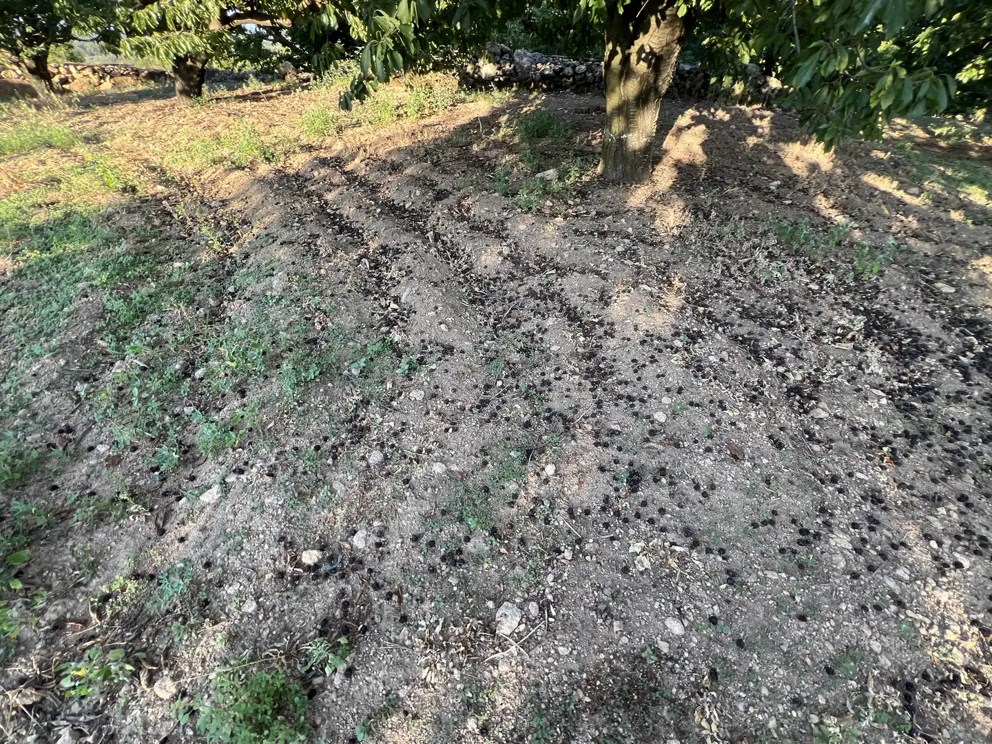 Terreni e lotti in vendita a Garganta la Olla, imagen 20