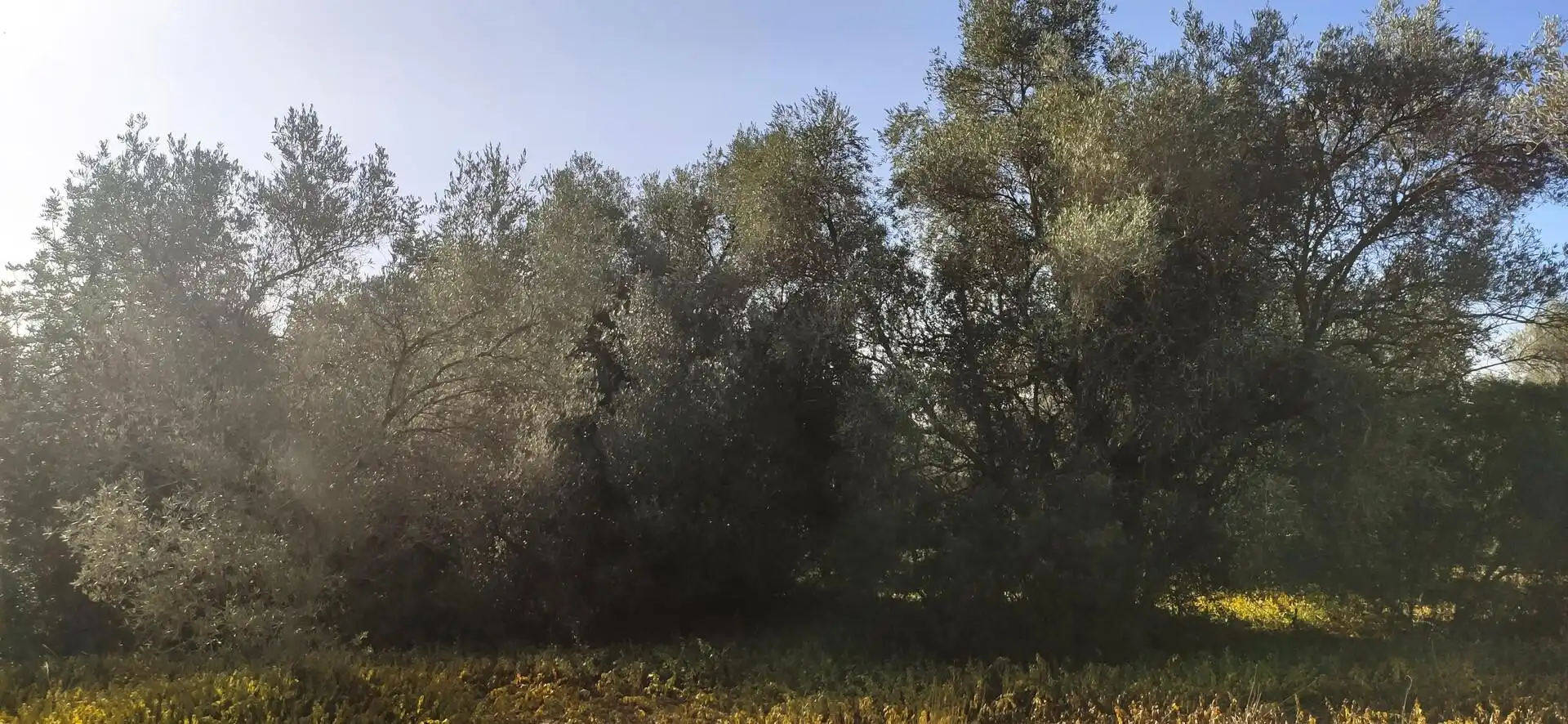 Country homes for sale in Eucaliptus - Poble Nou del Delta