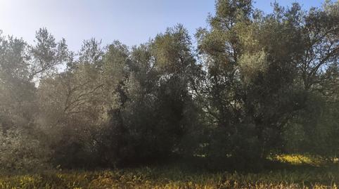 Foto 5 de Finca rústica en venta en Eucaliptus - Poble Nou del Delta, Amposta