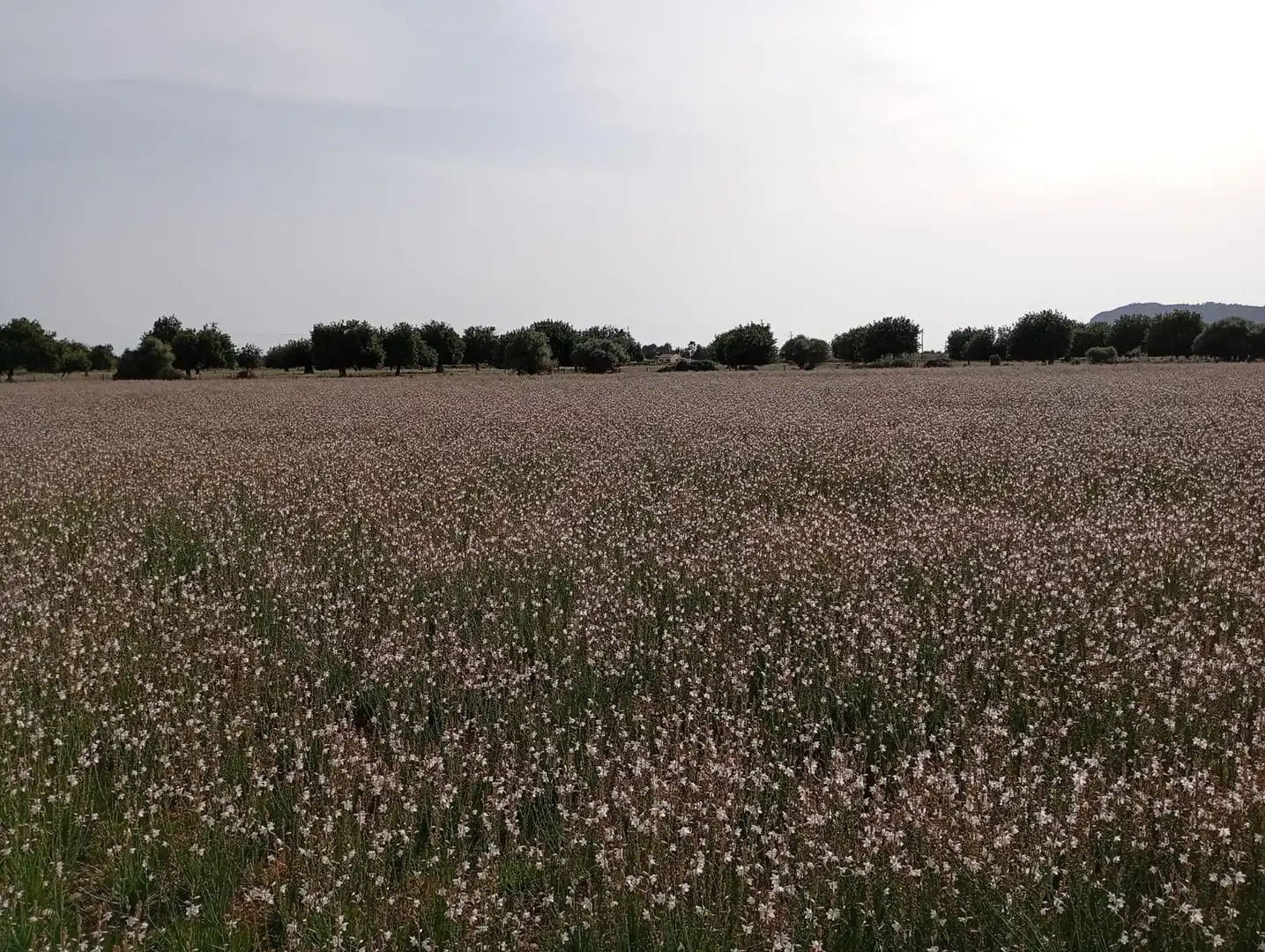 Wohnbaugrundstück zum Verkauf in Sa Pobla, imagen 6