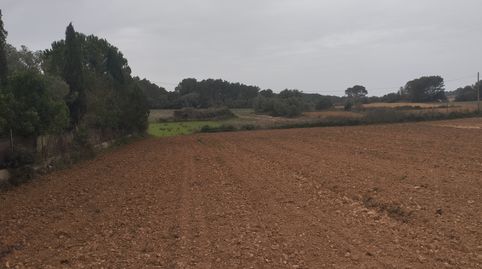 Finca DE CULTIVO ZONA PUNXUAT., immagine 4