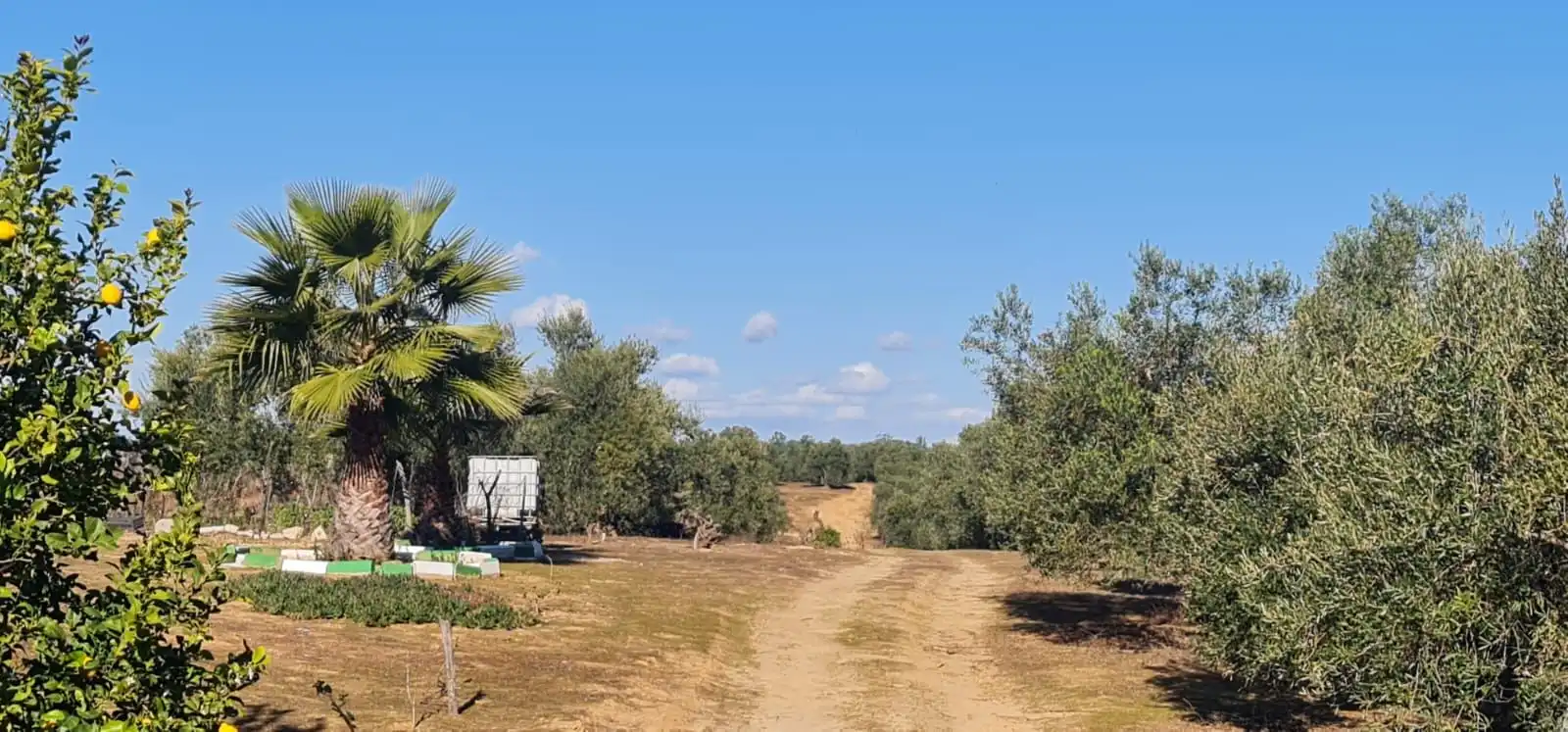 Terreny rústic en venda a Carretera ROCIANA DE CONDADO A VILLARRASA, imagen 9