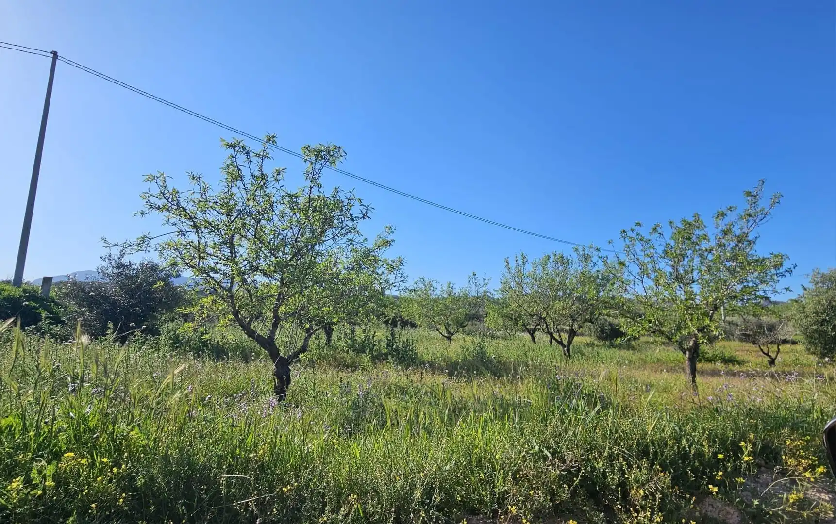 Terreny rústic en venda a Camino PARAJE LOS GARCIAS, imagen 3