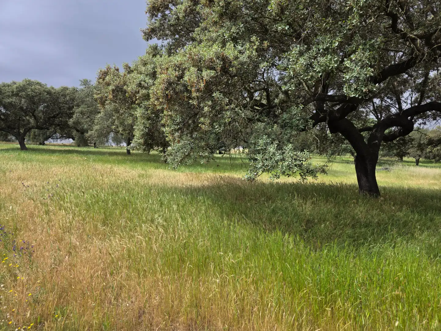 Terreni e lotti in vendita a Olivenza, imagen 3