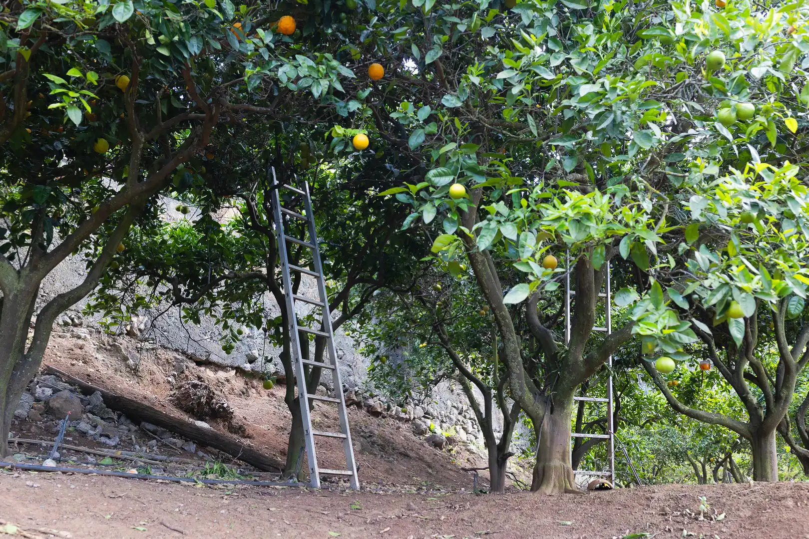 Finca rústica en venda a Carretera las Madres, Firgas
