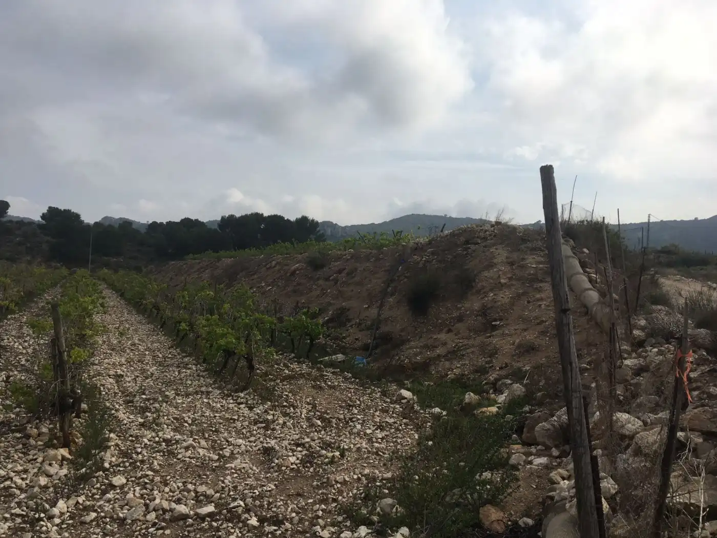 Residential land for sale in Novelda, imagen 3