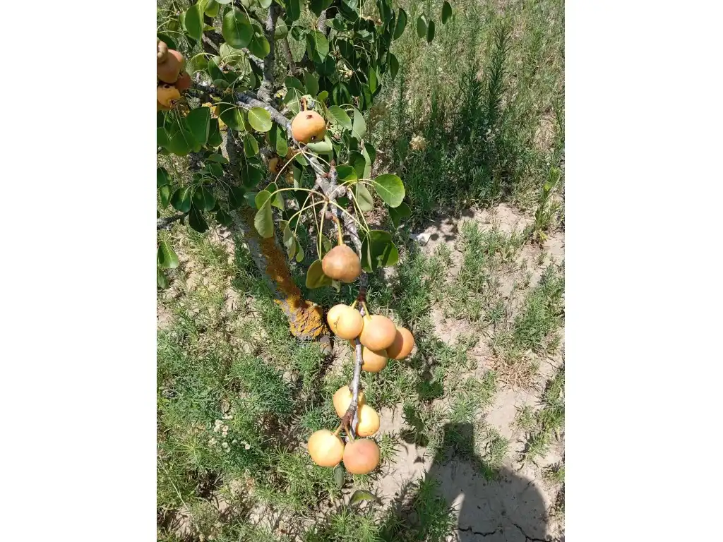 Jardín de Casa o chalet en venta en Chipiona