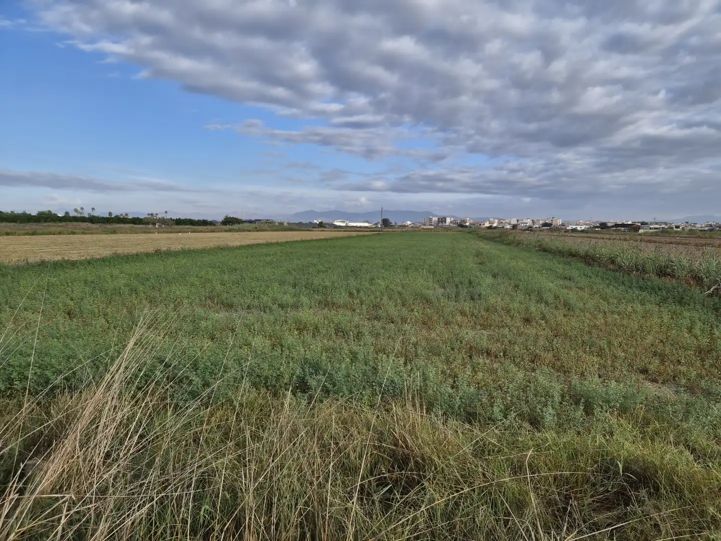 Finca rústica en venda en Guardamar del Segura