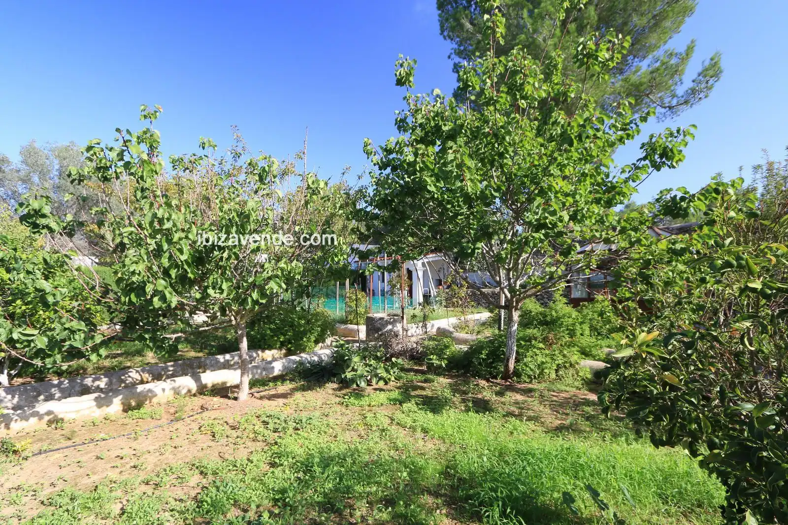 Casa o xalet en venda a Cala Llonga, Santa Eulària