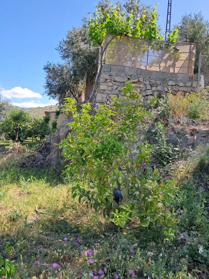 Finca rústica en venda en Alcolea amb Aire condicionat, Jardí privat i Piscina