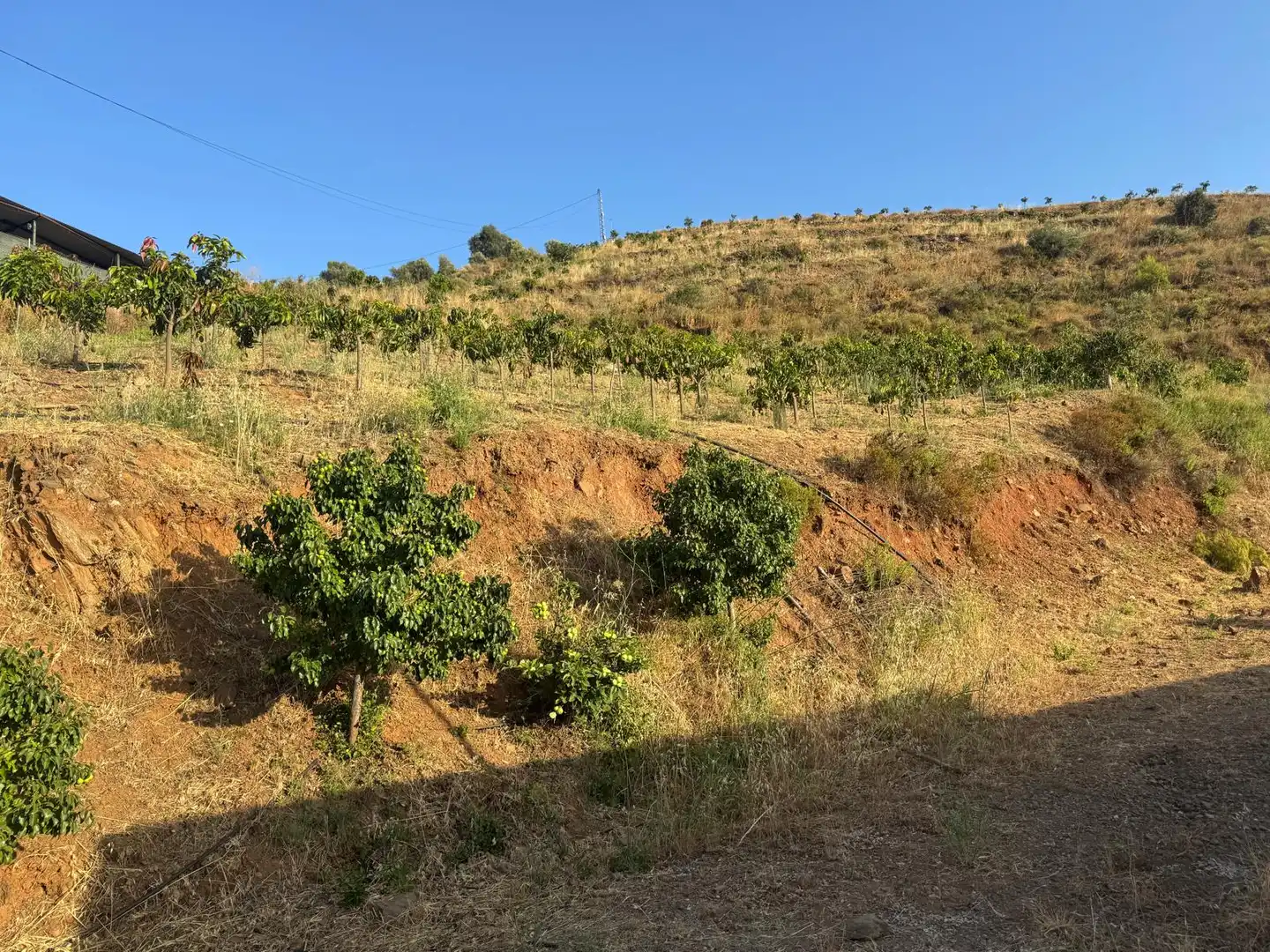 Rustikales Grundstück zum Verkauf in Pago Romeral 332, imagen 14