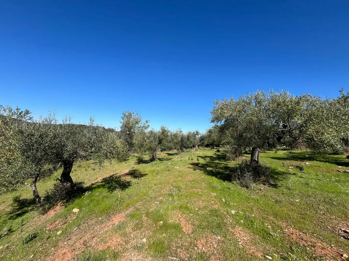 Terreni e lotti in vendita a Zufre, imagen 11