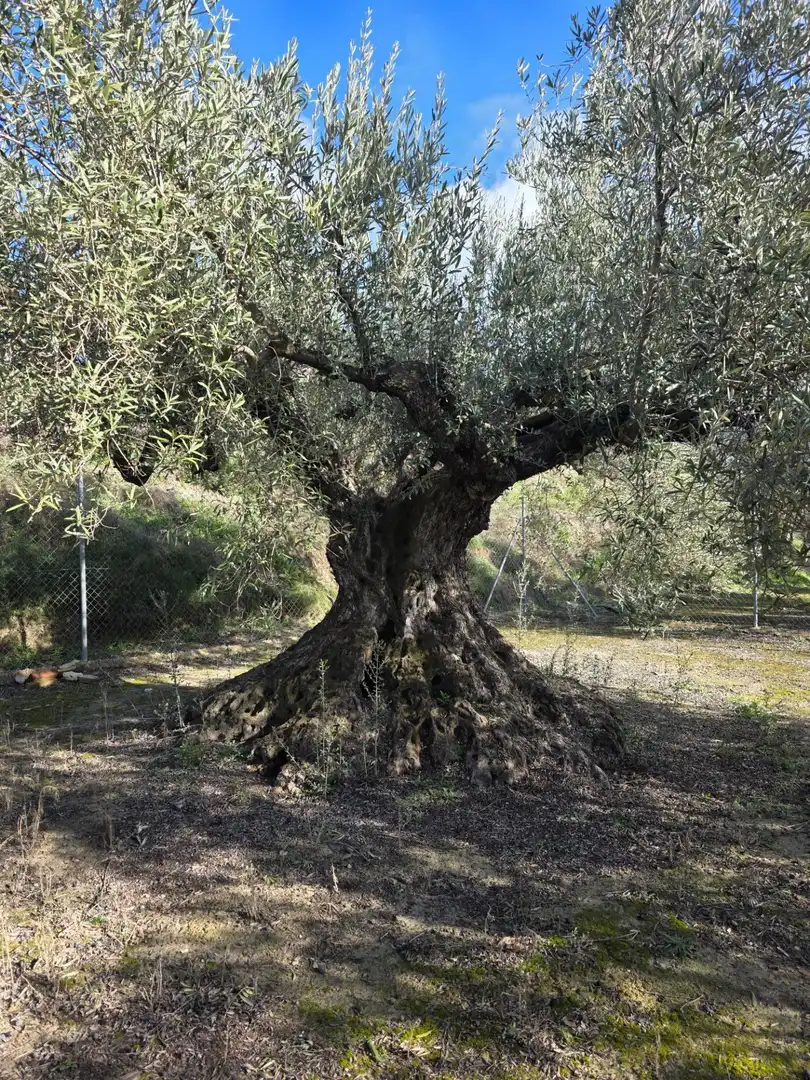 Jardí de Casa o xalet en venda en Gorga