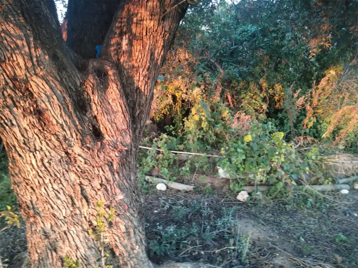Finca rústica en venda en El Vendrell amb Jardí privat, Piscina i Moblat
