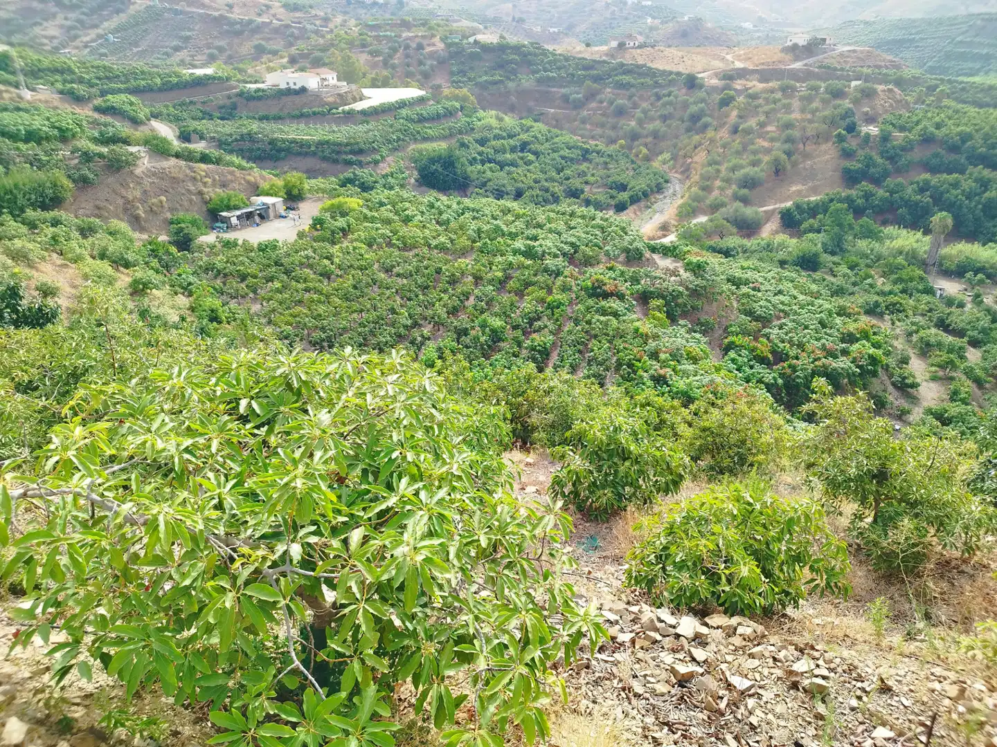 Terreno rustico in vendita a Diseminado Real Alto, imagen 18