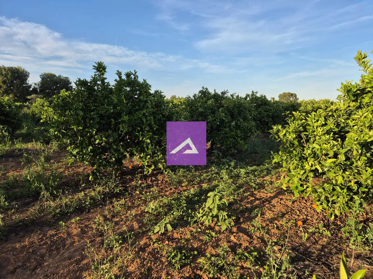 Land for sale in Picassent