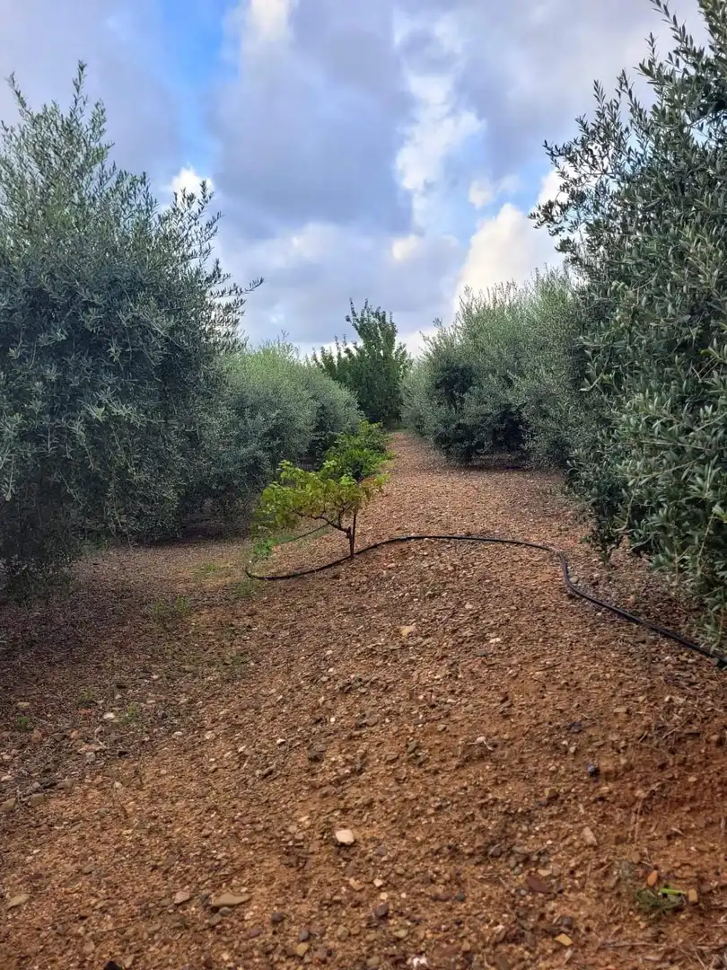 Casa rústica en venta en Riudoms, imagen 11