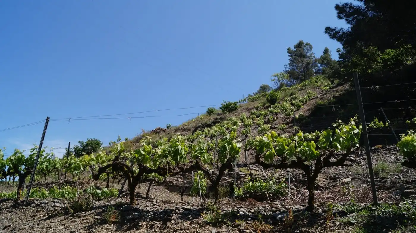 Exterior view of Land for sale in Gratallops