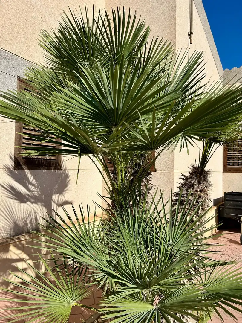 Villa avec piscine à vendre à La Algoda - Matola - Llano de San José, imagen 8