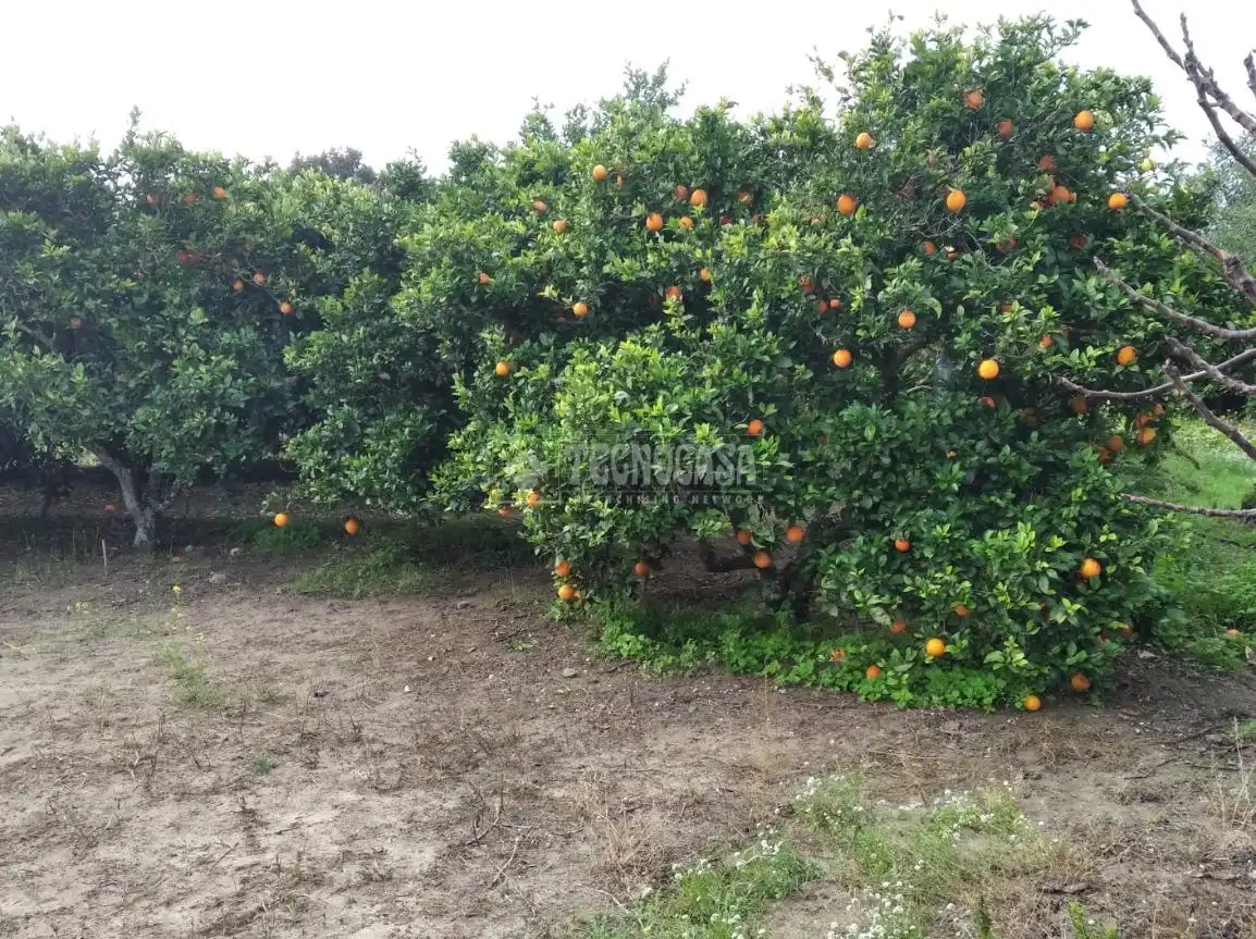 Terreno rustico in vendita a Barbate ciudad, imagen 9