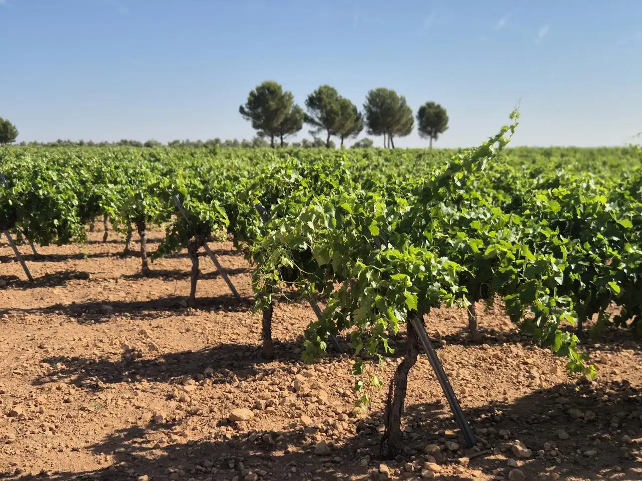 Terreno rustico in vendita a Las Colinas, imagen 15
