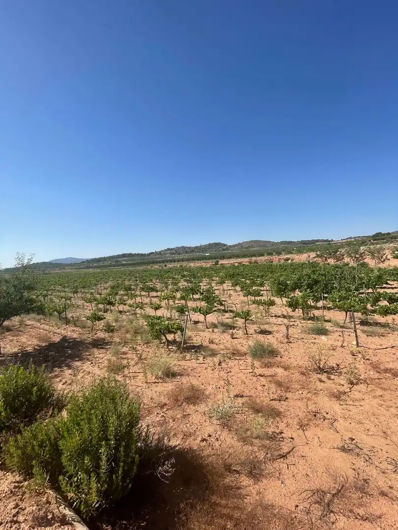 Terreno rústico en venta en El Pinós / Pinoso, imagen 19